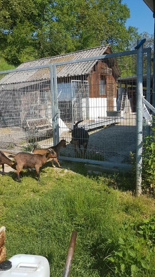 Ferienwohnung/Monteurzimmer Auf Dem Bauernhof Moerlenbach Luaran gambar